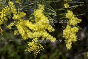 Cluster of flowers of Acacia fimbriata, Brisbane wattle, in Queensland Australia.