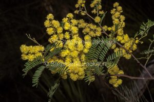 Yellow flowers and green foliage of Acacia spectabilis, Mudgee Wattle at Morton National Park in NSW Australia.