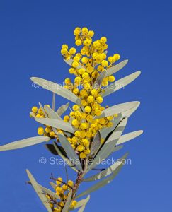 Yellow flowers and grey / green foliage of Acacia toondulya, waattle tree against blue sky at Port Augusta in South Australia.