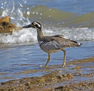 Beach stone curlew, Esacus magnirostris thick knees, in shallow water at beach in Queensland Australia