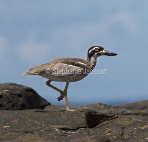 Beach stone curlew, Esacus magnirostris, commonly known as Thick Knees, on coastal rocks near Hervey Bay in Queensland Australia.