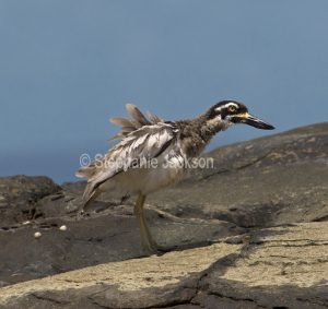 Beach stone curlew, Esacus magnirostris, commonly known as Thick Knees, on coastal rocks near Hervey Bay in Queensland Australia.