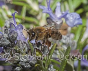 Honey bee on mauve flowers of rosemary in Victoria Australia.