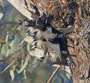 Black-faced Woodswallows, Artamus cinereus, clustered together on the trunk of a tree in the Diamantina National Park in outback Queensland Australia.