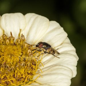 Australian Blowfly, Stomorhina species, on cream flower of zinnia in Queensland Australia