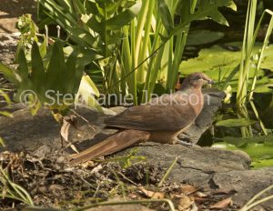 Brown Cuckoo-dove, Macropygia amboinensis, beside a garden pond in Queensland Australia.