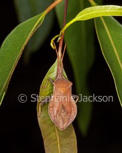 Eucalyptus tip wilter bug, Amorbus rhombifer on the leaf of a gum tree in Queensland Australia