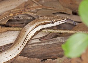 Burton's snake-lizard, Lialis burtonis, a legless lizard, in Queensland Australia,