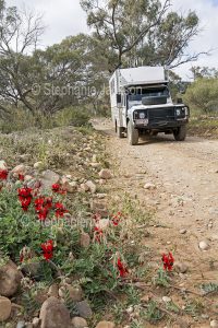 Land Rover campervan on stony track, with Sturt's desert pea wildflowers in the foreground, in the Gammon Ranges National Park in northern / outback South Australia.