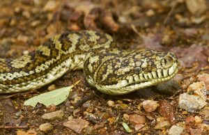 Close-up of head of snake, a non-venomous carpet python. Morelia spilota, in Conondale National Park in Queensland Australia
