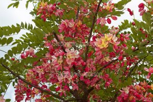 Red and yellow flowers and green leaves of rare / unusual Rainbow Shower Tree, Cassia fistula x C. javanica.