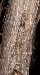 Caterpillar of guava moth, Ophiusa disjungens camouflaged on bark of leptospermum tree in Queensland Australia.