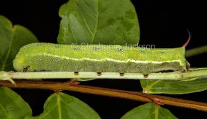 Green caterpillar, young instar of hawk moth, Acosmeryx anceus in Queensland Australia.