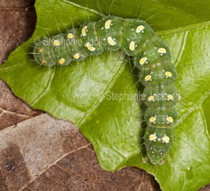 Green caterpillar, with yellow spots, of transverse moth, Xanthodes transversa on hibicus leaf in Queensland Australia