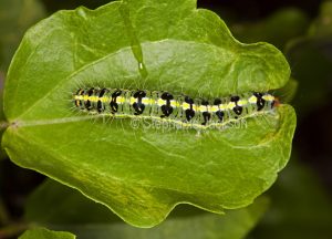 Caterpillar of transverse moth, Xanthodes transversa on hibicus leaf in Queensland Australia