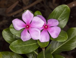 Pink flowers and green leaves of Catharanthus roseus, perennial plant 'Vinca'.