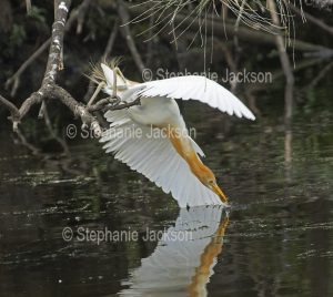 Cattle egret, Bubulcus ibis, in breeding plumage, with wings outstretched, collecting a stick for its nest from the water of a lake in parklands in the Queensland city of Gympie, Australia