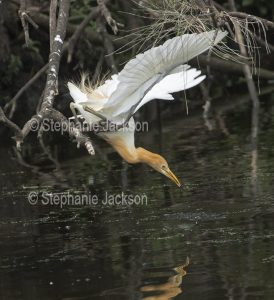 Cattle egret in breeding plumage with wings outsretched collecting stick for nest from water of lake in Queensland city of Gympie, Australia