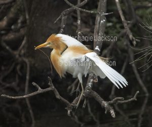 Cattle egret, Bubulcus ibis, in breeding plumage and with stick for its nest, in parklands in the Queensland city of Gympie, Australia