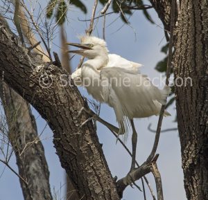 Cattle egret chick / fledgling, Bubulcus ibis, on branch of tree, pleading for food, in Queensland Australia