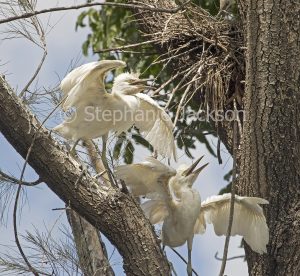 Cattle egret chicks / fledglings, Bubulcus ibis, on branch of tree, pleading for food, in Queensland Australia