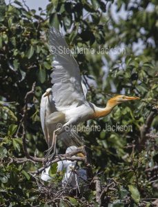Cattle egret, Bubulcus ibis, in breeding plumage in flight and with stick for nesting material in its bill, in Queensland Australia.