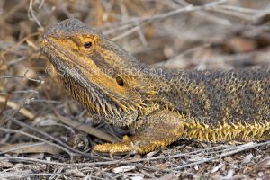 Central bearded dragon lizard, Pogona vitticeps, in outback South Australia