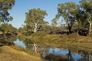 The iconic Cooper Creek at Innamincka, with gum trees reflected in blue water, in northern / outback South Australia.