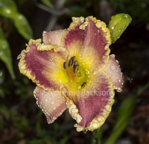 Burgundy red and yellow flower of daylily, Hemerocallis 'Alexa Kathryn' with raindrops on petals and Australian native bee collecting pollen