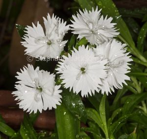 White flowers of Dianthus barbatus with raindrops on petals.