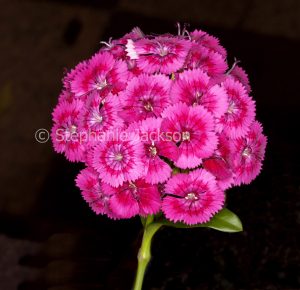 Cluster of deep pink / red flowers of Dianthus barbatus. on black background