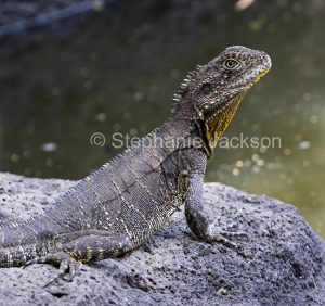 Lizard, eastern water dragon, Intellagama lesueurii, on a rock in Queensland Australia.