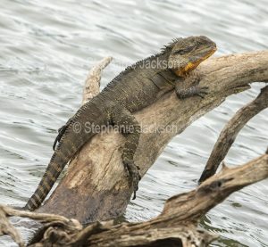 This lizard, Intellagama lesueurii, was photographed in the botanic gardens in the city of Bundaberg in Queensland Australia.