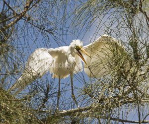 White plumed / Intermediate egret chick / fledgling, Ardea intermedia, with wings outstretched, in Queensland Australia
