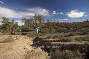 Eroded landscape, soil erosion in the Flinders Ranges National Park in northern / outback South Australia.