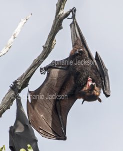 Australian grey-headed flying fox / fruit bat, Pteropus poliocephalus, hanging from branch with wings outstretched against blue sky in Queensland Australia