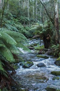 The Toorongo River slices through forests that are dominated by tree ferns, in Victoria Australia