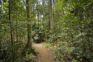 Walking track through tropical rainforest of Eungalla National Park in Queensland Australia