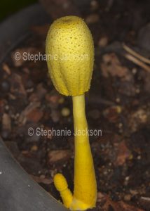 Yellow toadstool / fungus, Leucoprinus birnbaumii, Houseplant Mushroom / Flower Pot Parasol toadstool growing in a pot in an Australian garden.