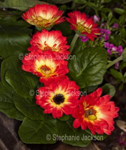 Cluster of red flowers with yellow centres of Gerbera jamesonii