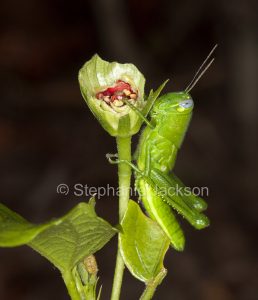 Vivid green grasshopper, insect pest species, feeding on flower bud of hibiscus in garden in Queensland Australia.