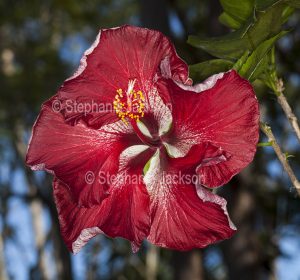 Large flower with red petals speckled with white - Hibiscus 'Dragon's Breath'