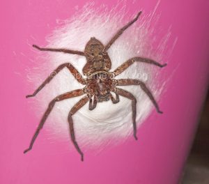 Female huntsman spider, Holconia immanis on her egg sac on the side of a colourful flower pot in a garden in Queensland Australia.