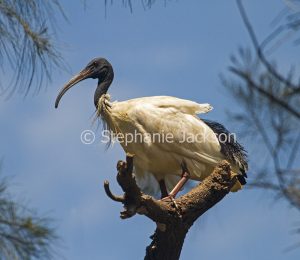 White / sacred ibis, Threskiornis moluccus, perched on tree stump in Queensland Australia