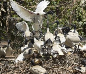 Flock of White / sacred ibis, Threskiornis moluccus,on communal nest in the Bundaberg botanic gardens in Queensland Australia