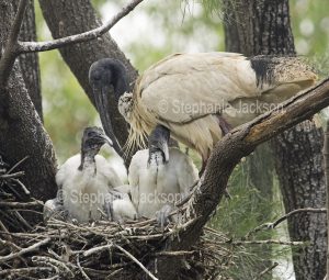 White / sacred ibis, Threskiornis moluccus, with chicks on nest in Bundaberg botanic gardens Queensland Australia