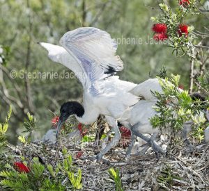 White / sacred ibis chick, Threskiornis moluccus, on nest in Bundaberg botanic gardens in Queensland Australia