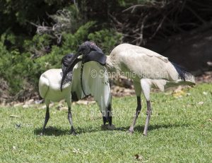 White / sacred ibis, Threskiornis moluccus, feeding fledgling in Bundaberg botanic gardens in Queensland Australia