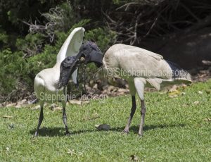 White / sacred ibis, Threskiornis moluccus, feeding fledgling in Bundaberg botanic gardens in Queensland Australia