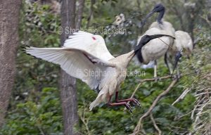 White / sacred ibis, Threskiornis moluccus, in flight